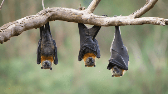 Bats hanging from tree